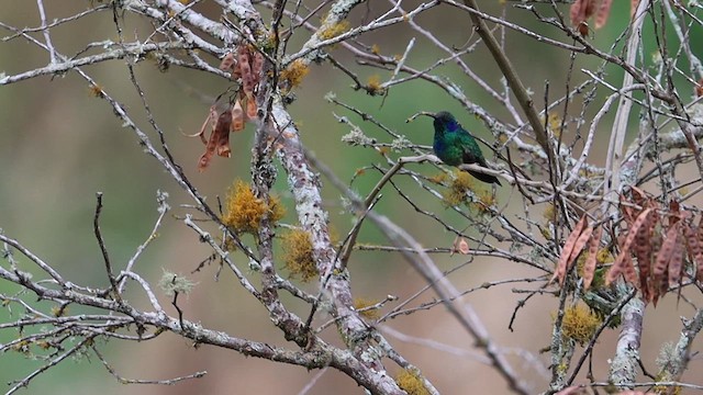 Mexican Violetear - ML628321923