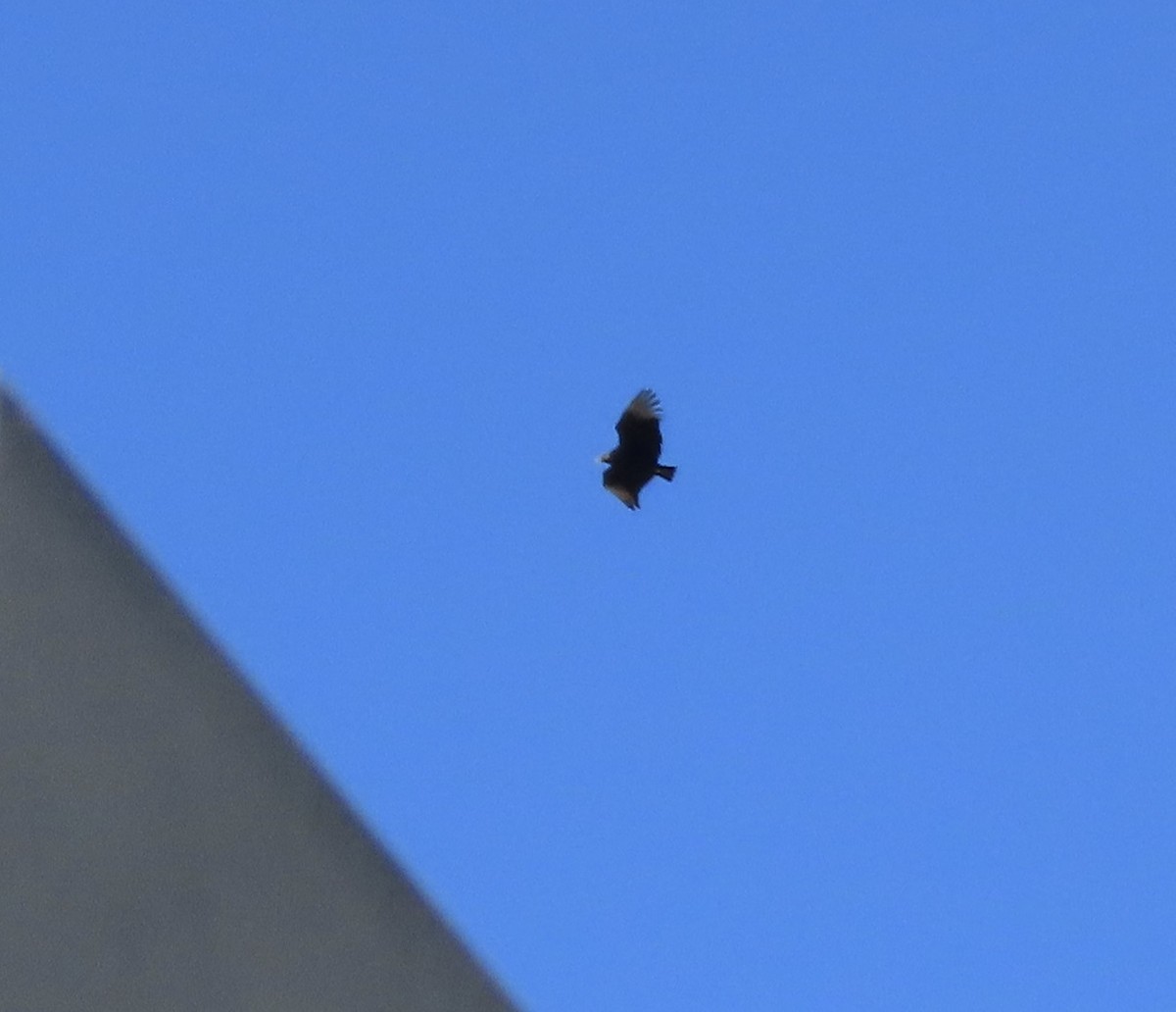 Black Vulture - ML628322148