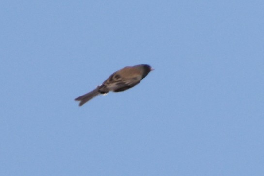Dark-eyed Junco - ML628322177