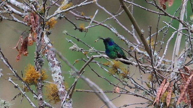 Mexican Violetear - ML628322179