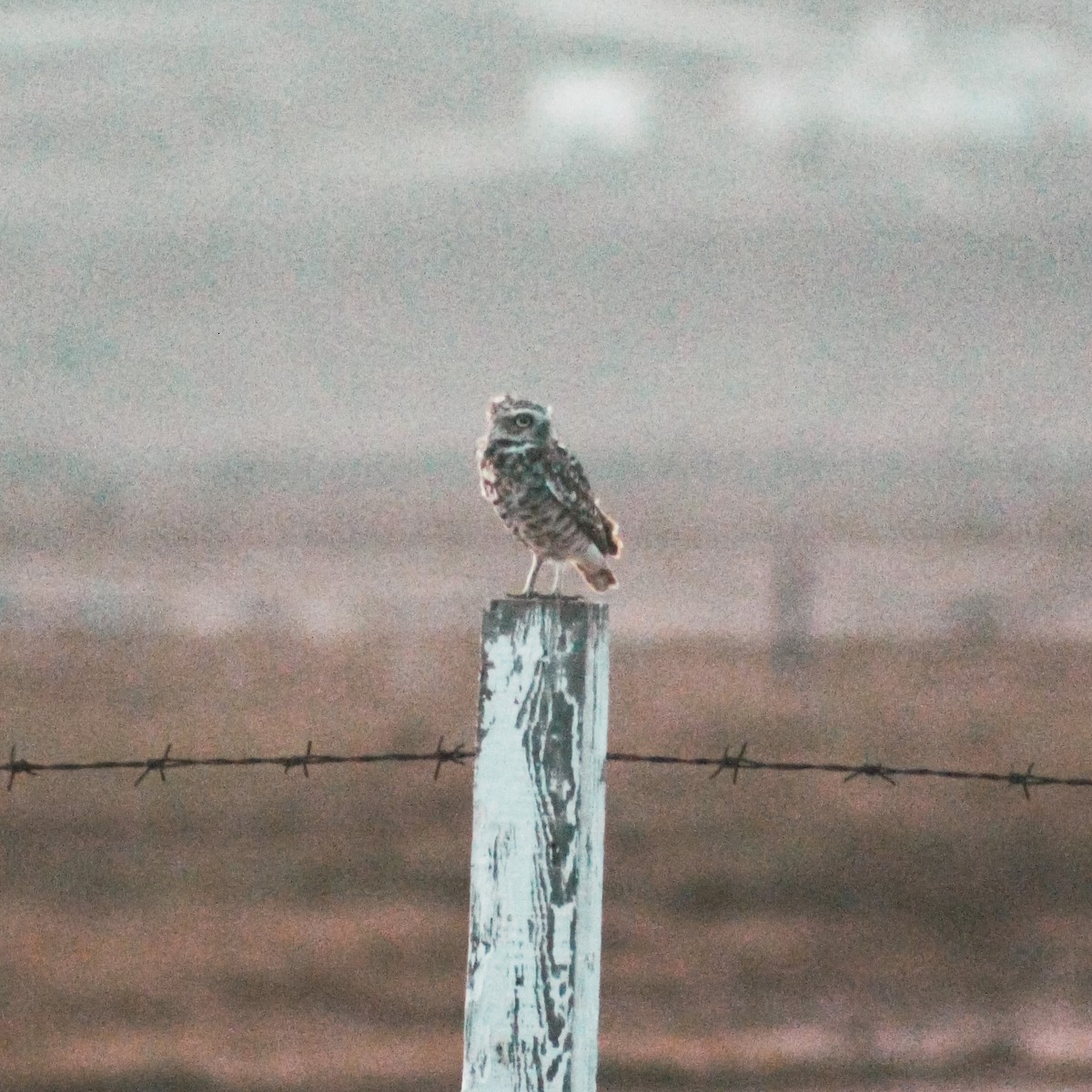 Burrowing Owl - ML628322193