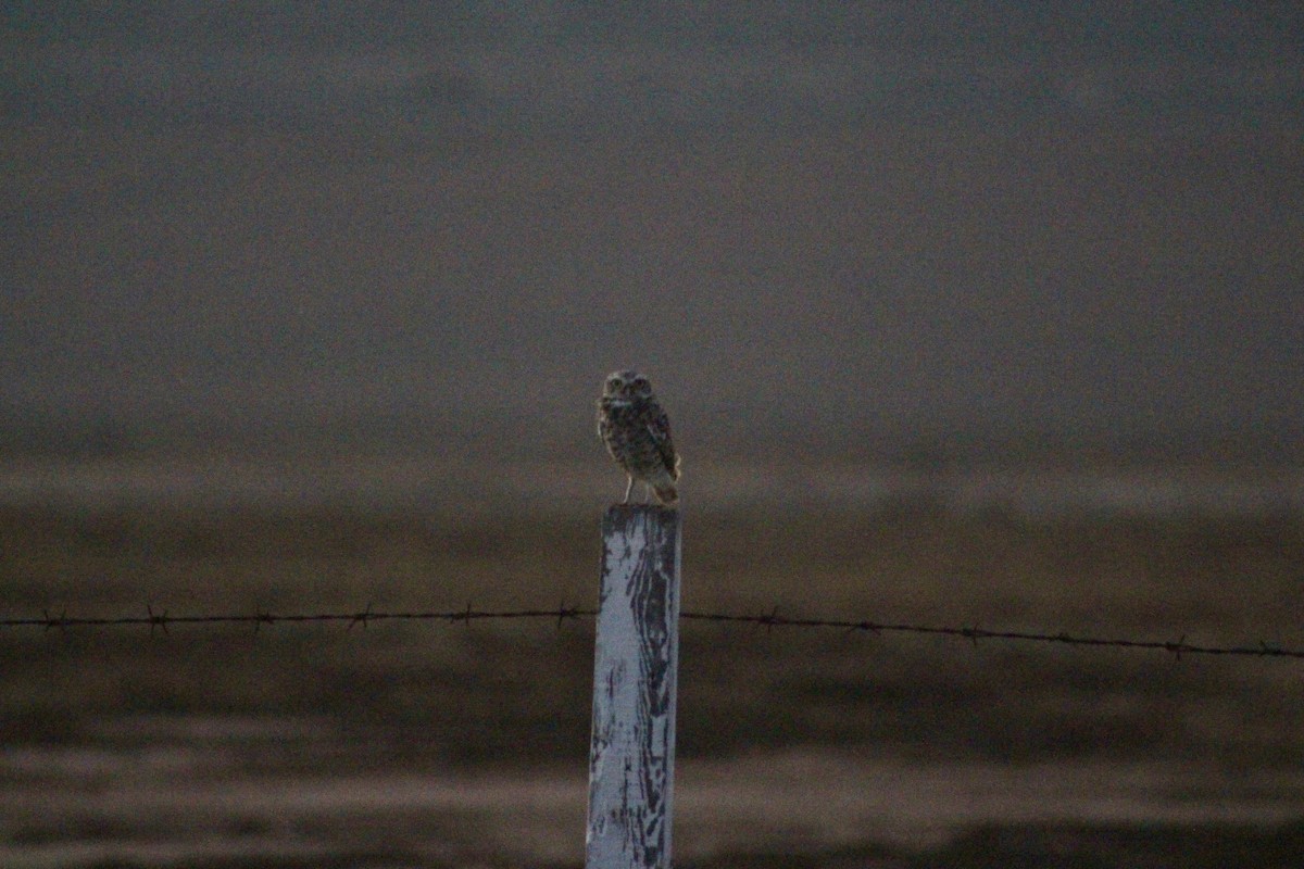 Burrowing Owl - ML628322194