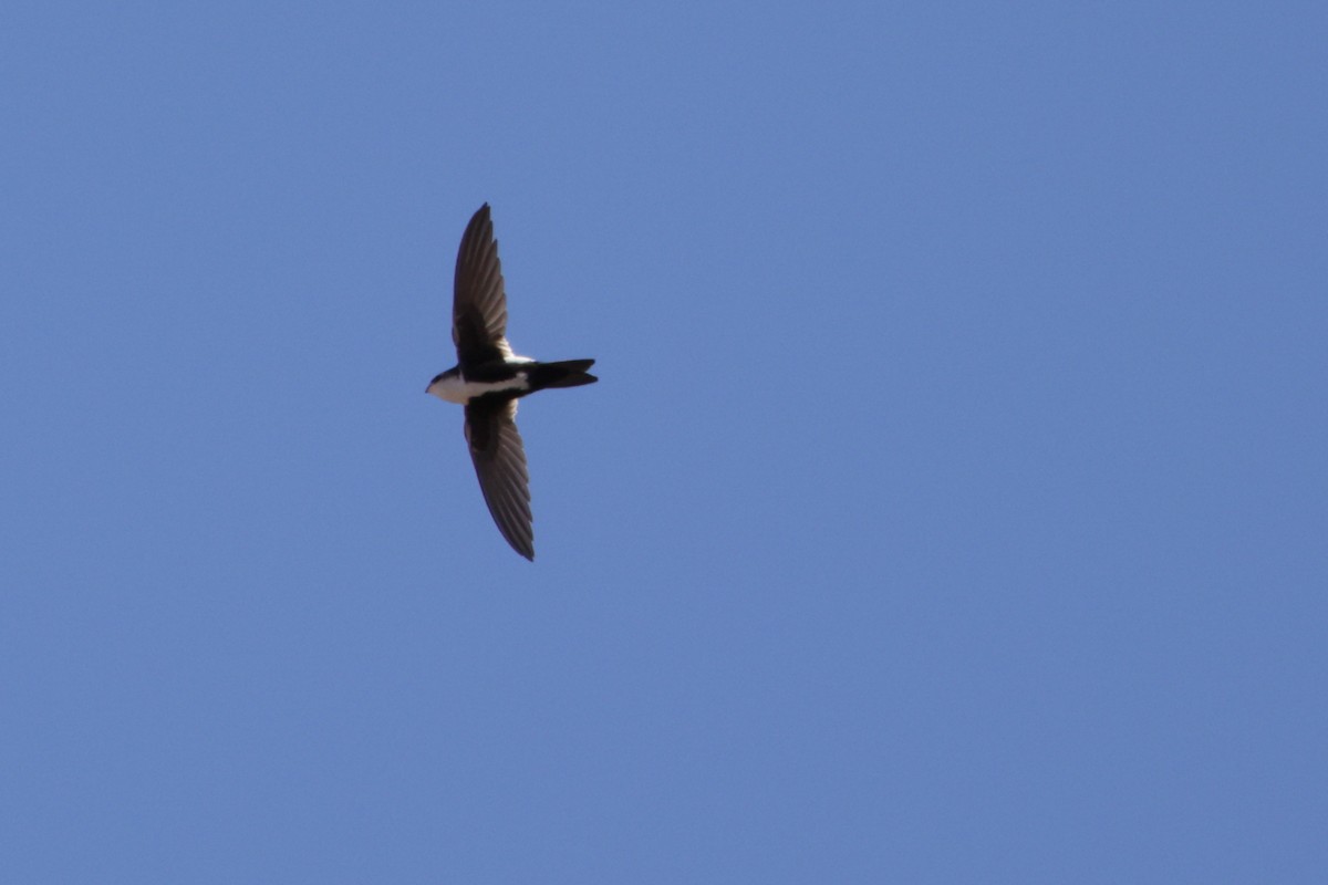 White-throated Swift - ML628322235