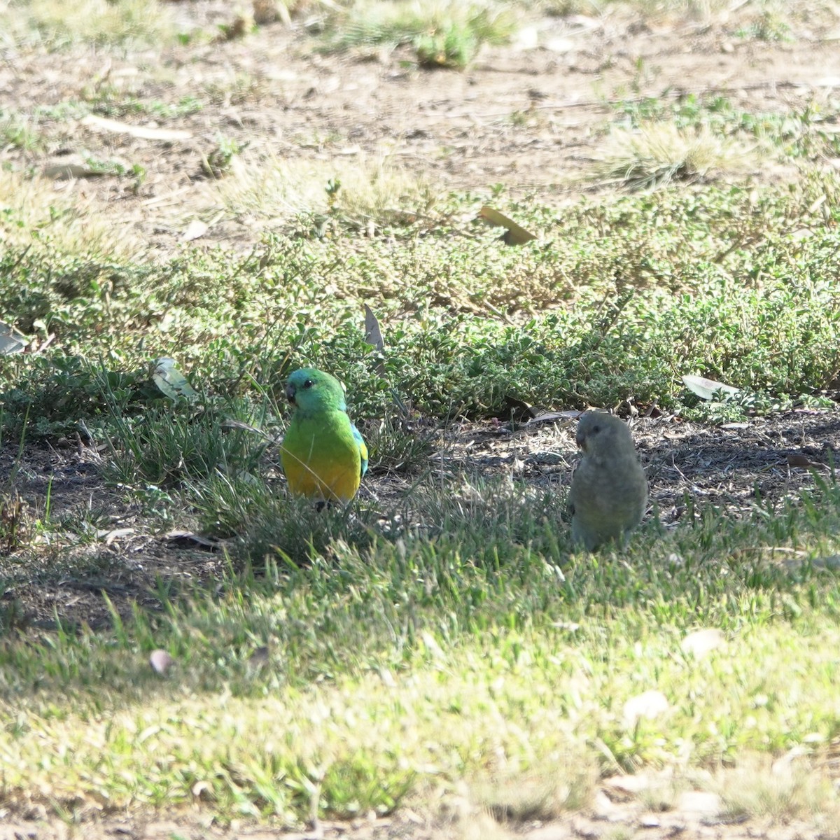 Red-rumped Parrot - ML628322281