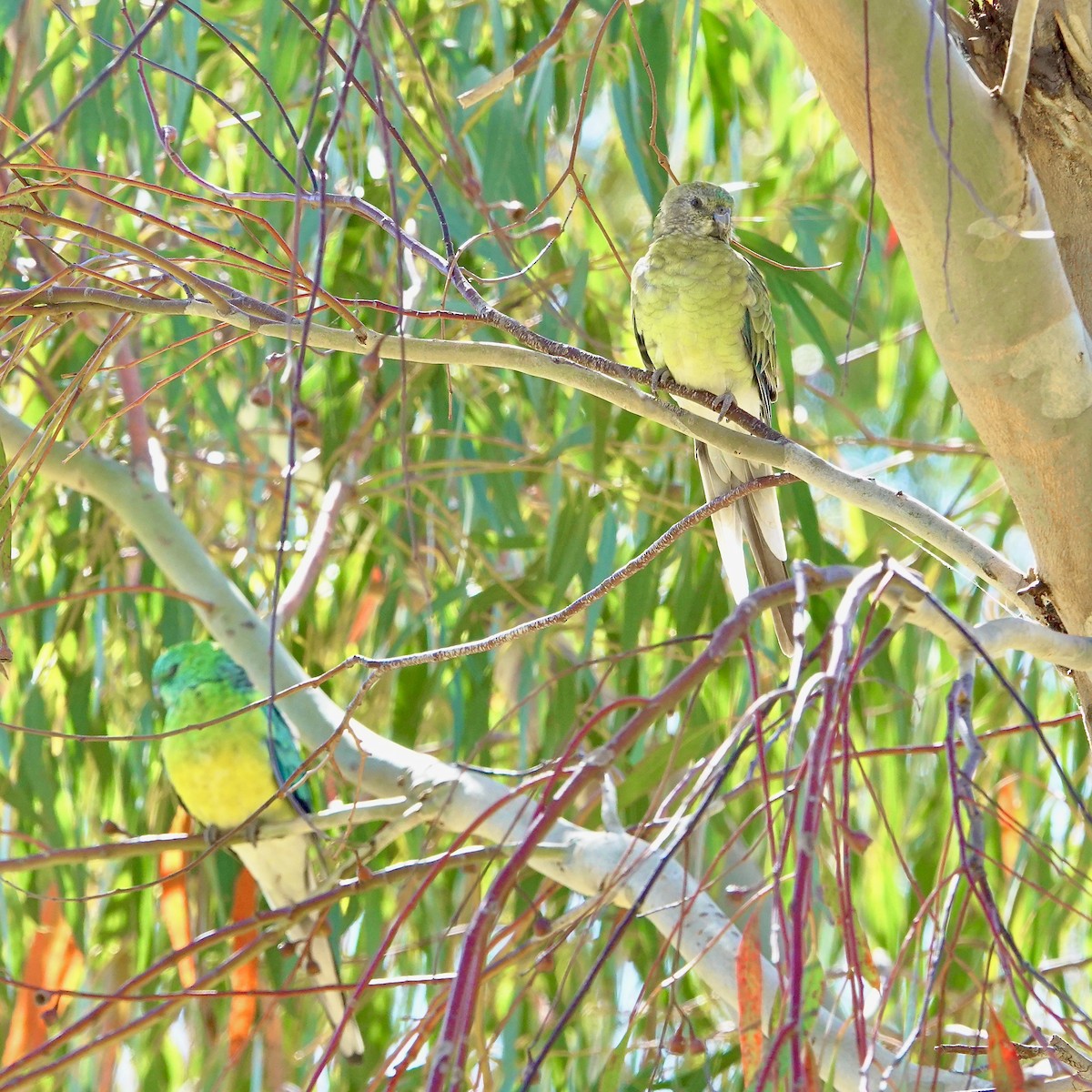 Red-rumped Parrot - ML628322282