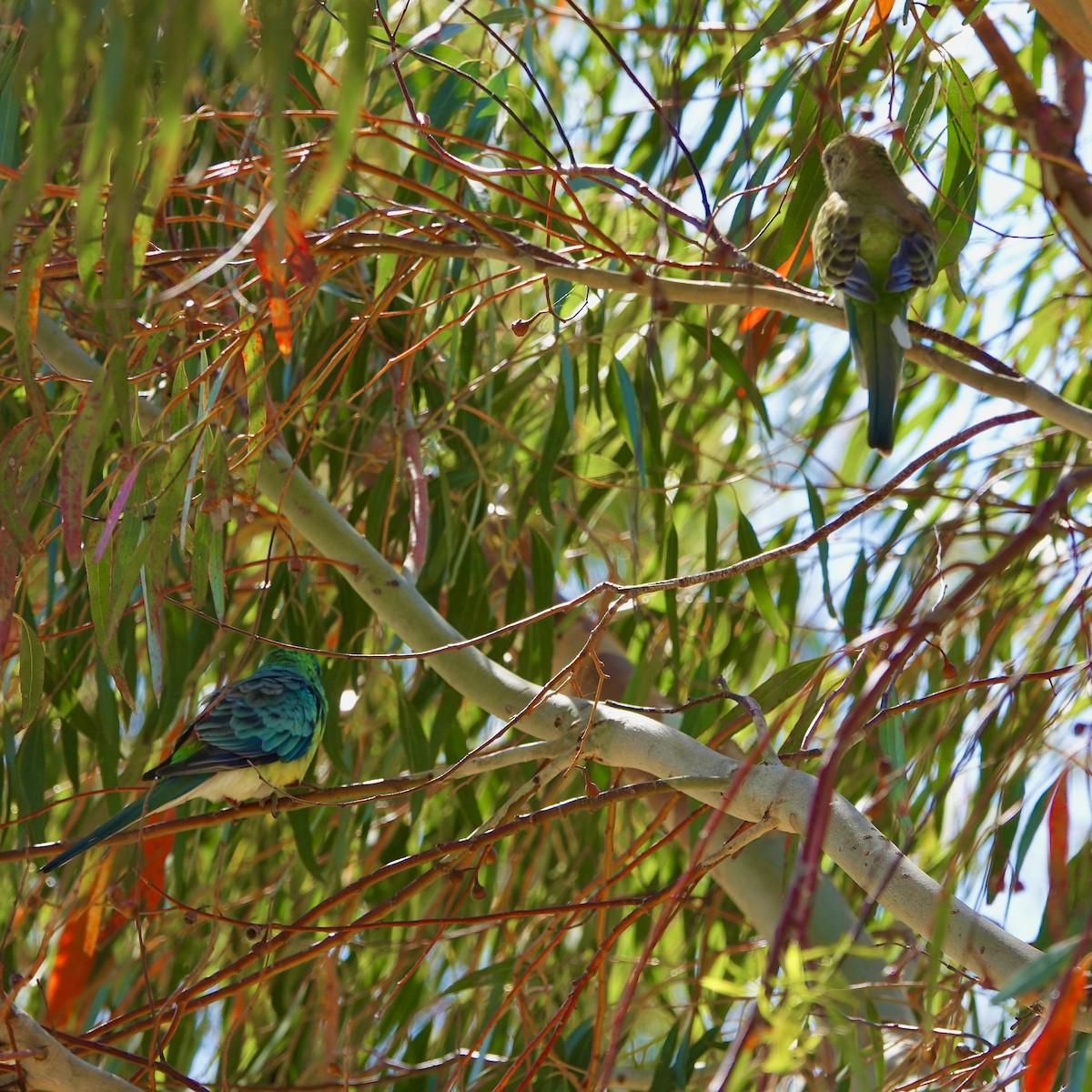 Red-rumped Parrot - ML628322283