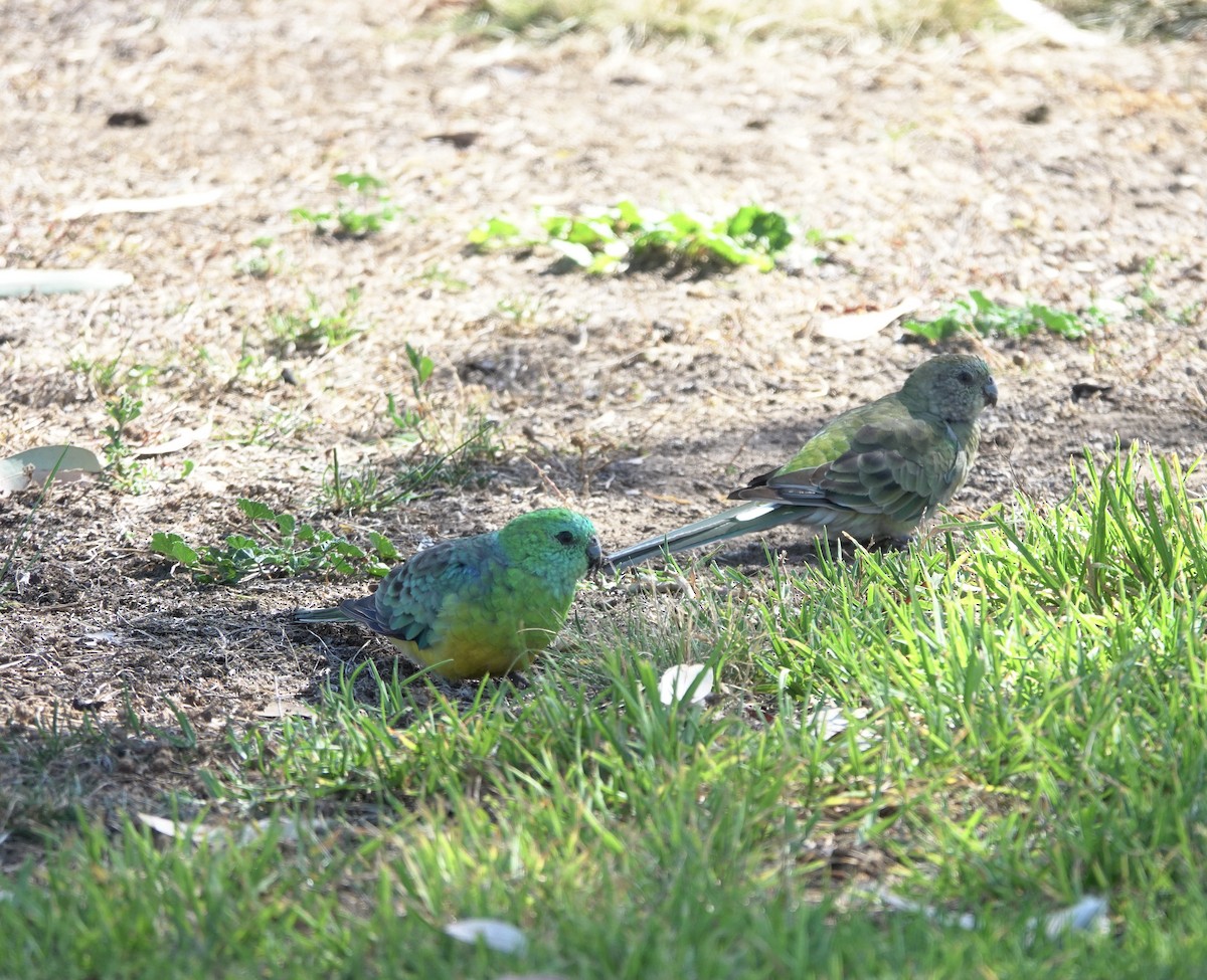 Red-rumped Parrot - ML628322284