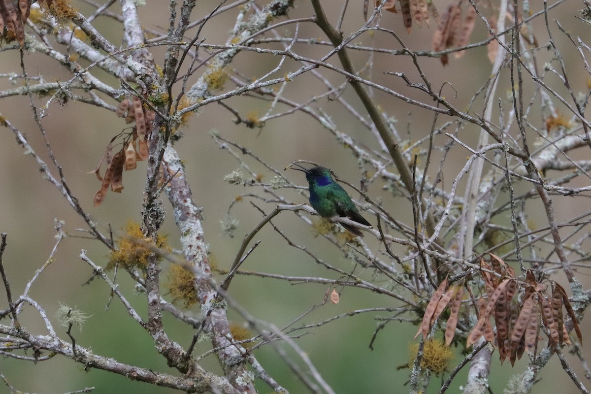 Mexican Violetear - ML628322328