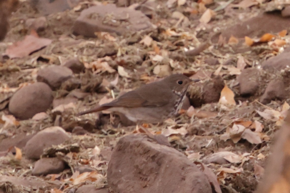 Hermit Thrush - ML628322452