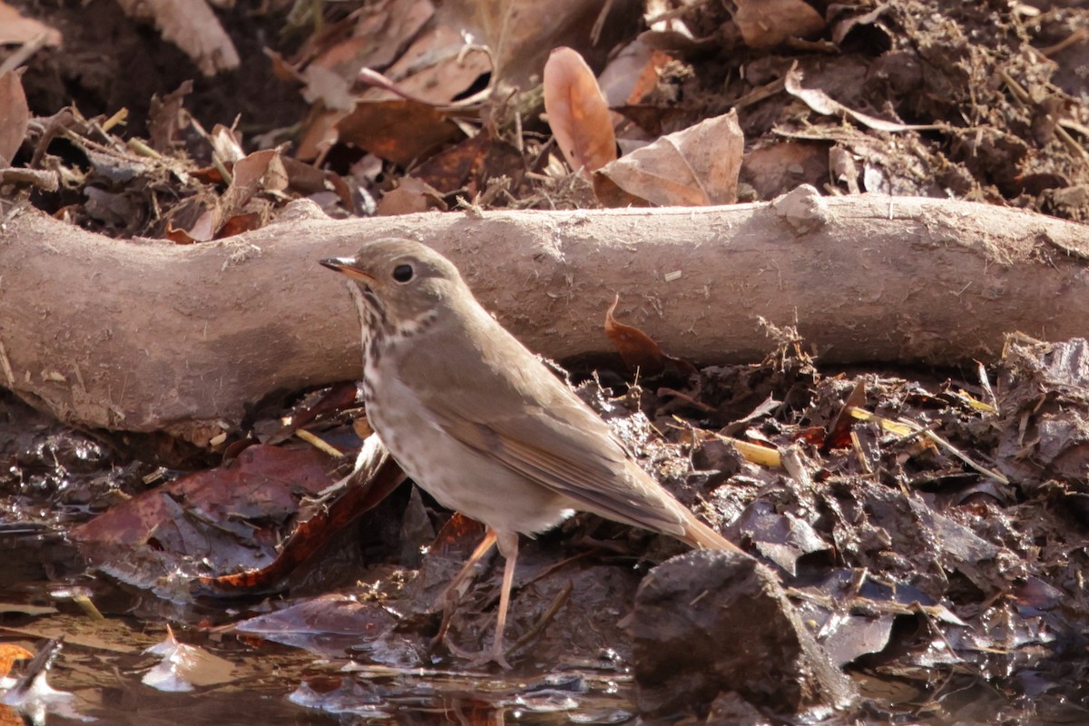 Hermit Thrush - ML628322453