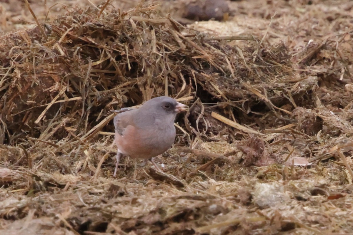 Dark-eyed Junco (Pink-sided) - ML628322492