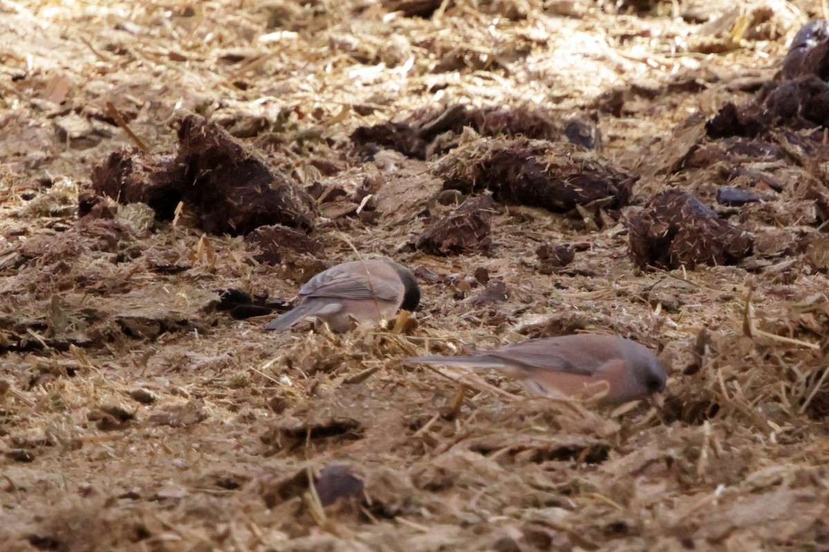 Dark-eyed Junco (Pink-sided) - ML628322493