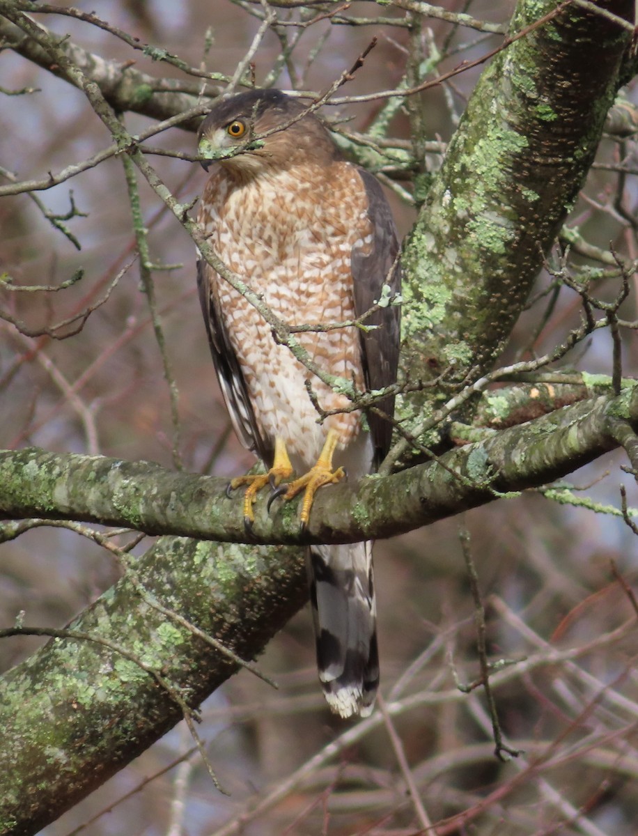 Cooper's Hawk - ML628322499