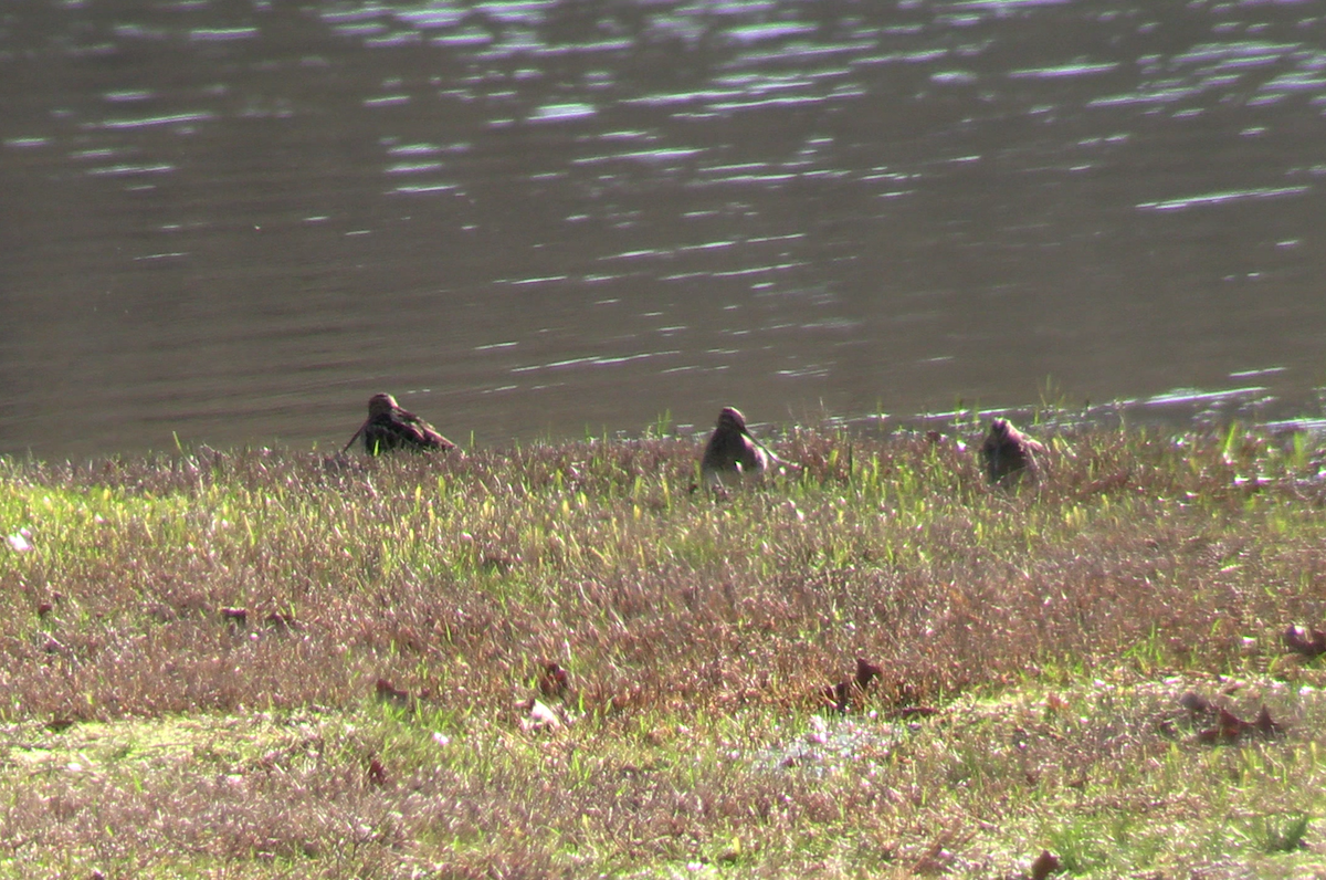 Wilson's Snipe - ML628322540