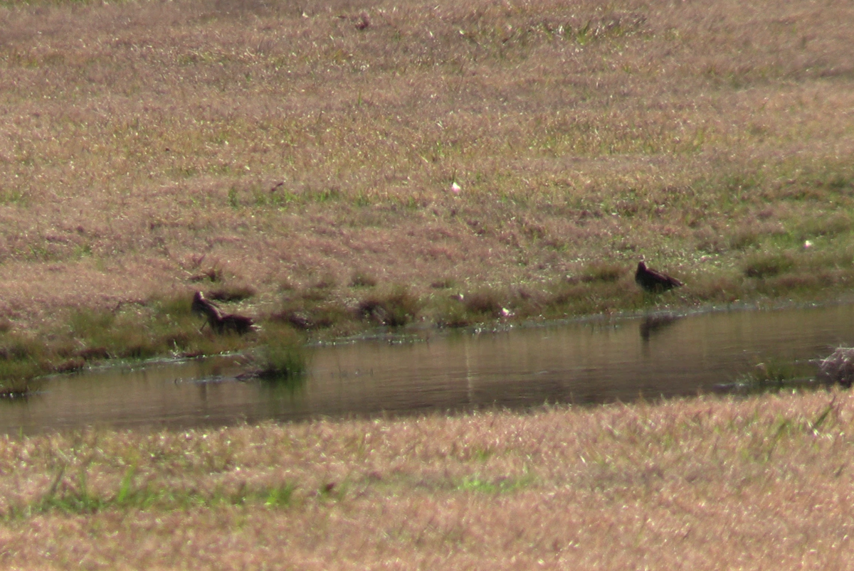 Wilson's Snipe - ML628322541