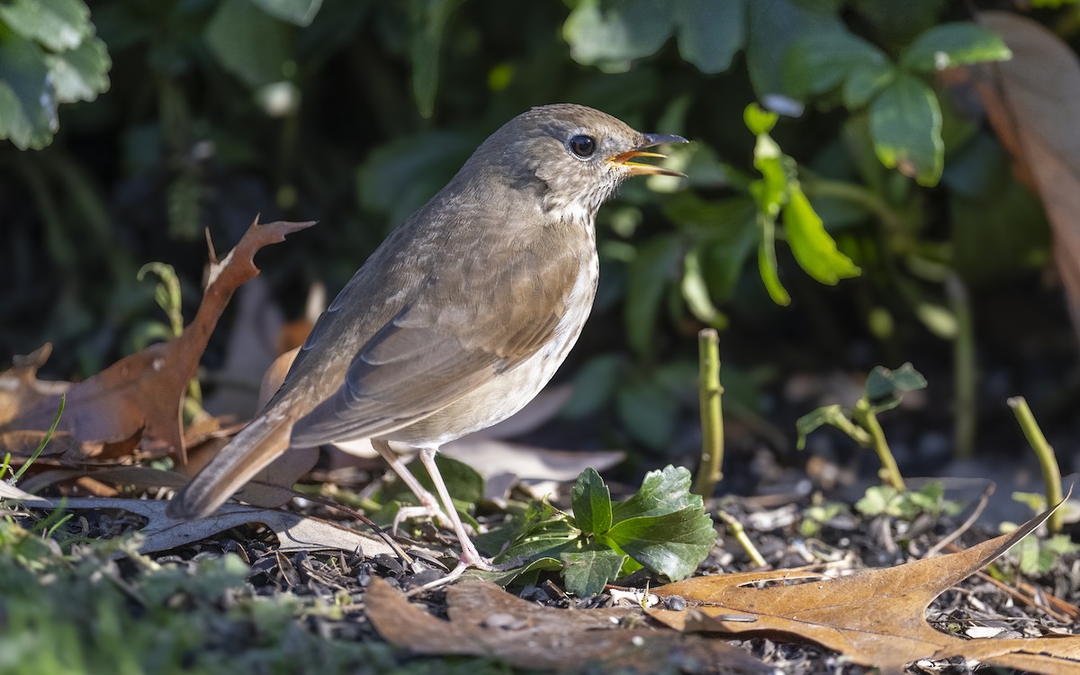 Hermit Thrush - ML628322550