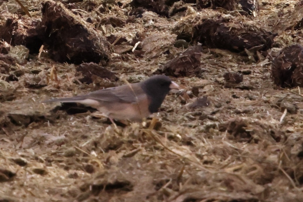 Dark-eyed Junco (Oregon) - ML628322572