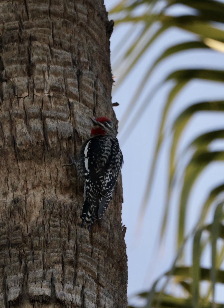 Red-naped Sapsucker - ML628322597