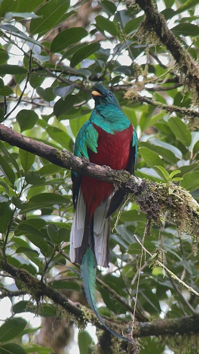 Quetzal Guatemalteco - ML628322660