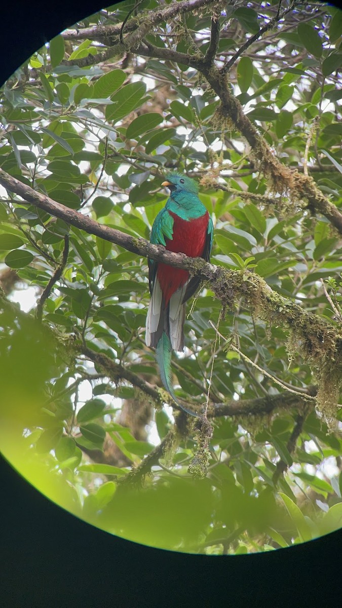 Quetzal Guatemalteco - ML628322661