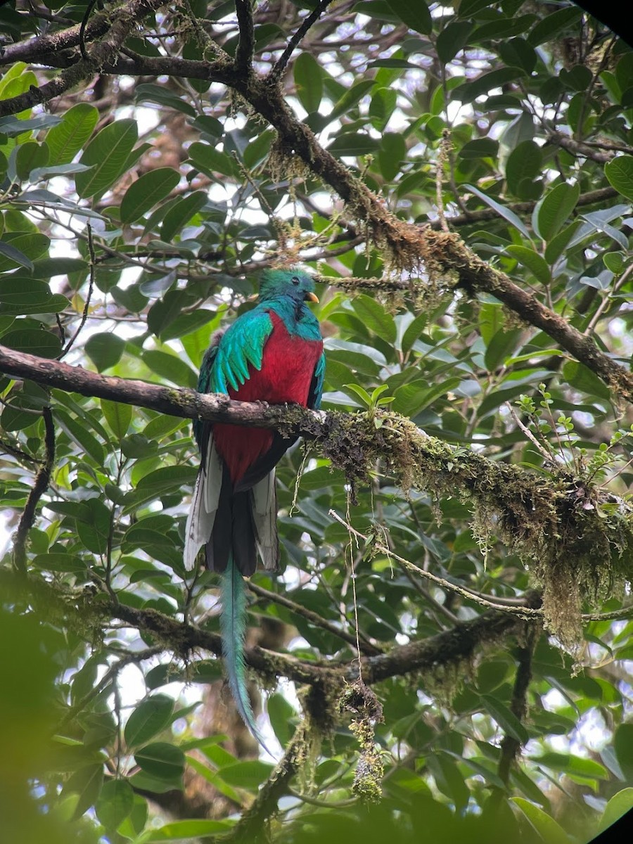 Quetzal Guatemalteco - ML628322662