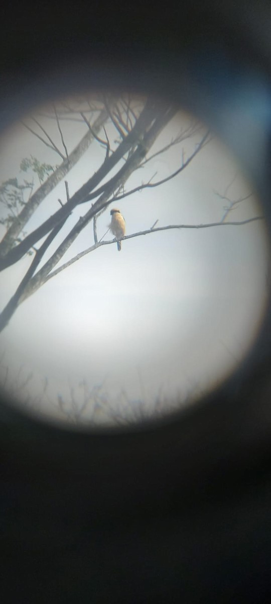 Laughing Falcon - ML628322889