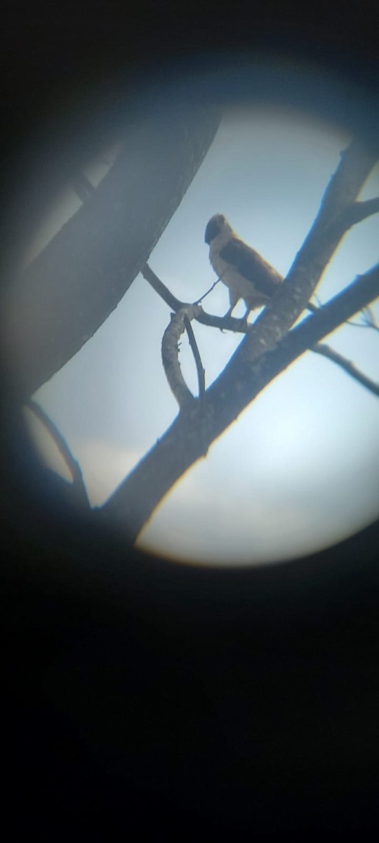 Laughing Falcon - ML628322890