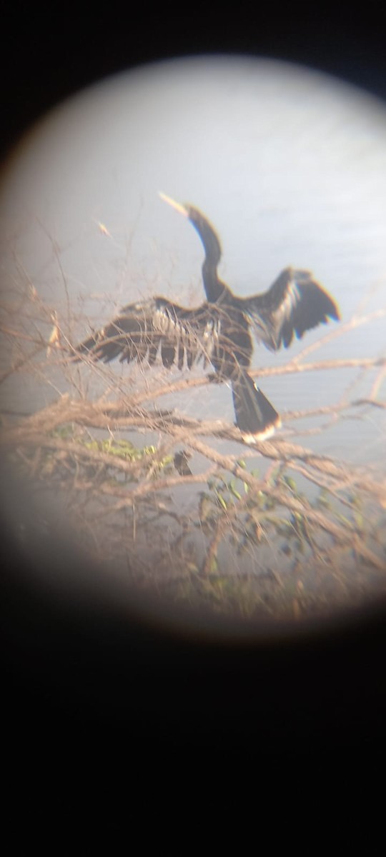 Anhinga - ML628323024