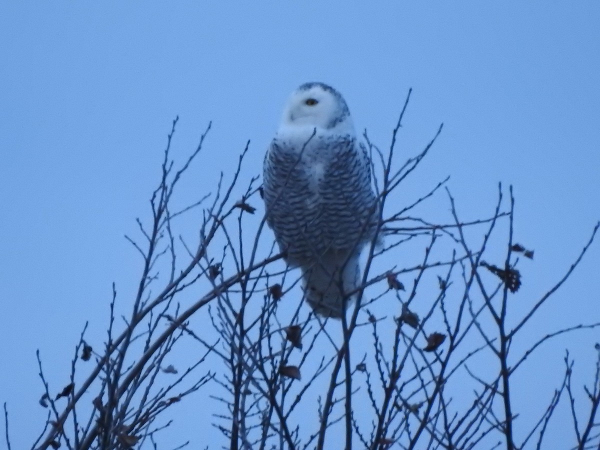 Snowy Owl - ML628323061