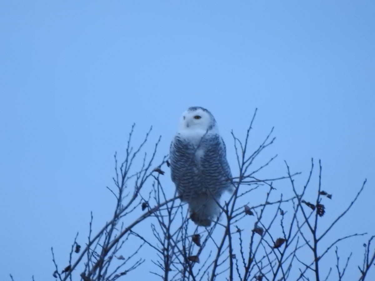 Snowy Owl - ML628323070