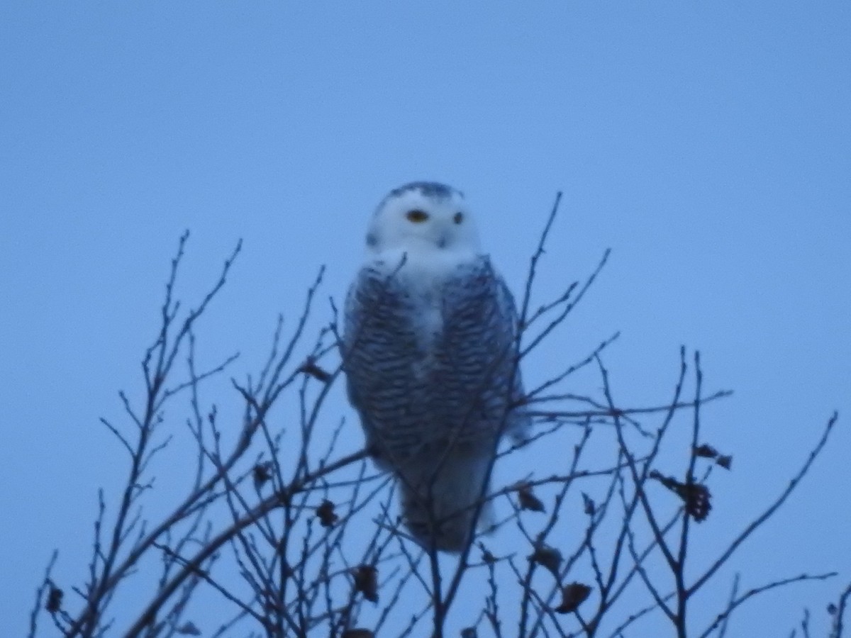 Snowy Owl - ML628323107