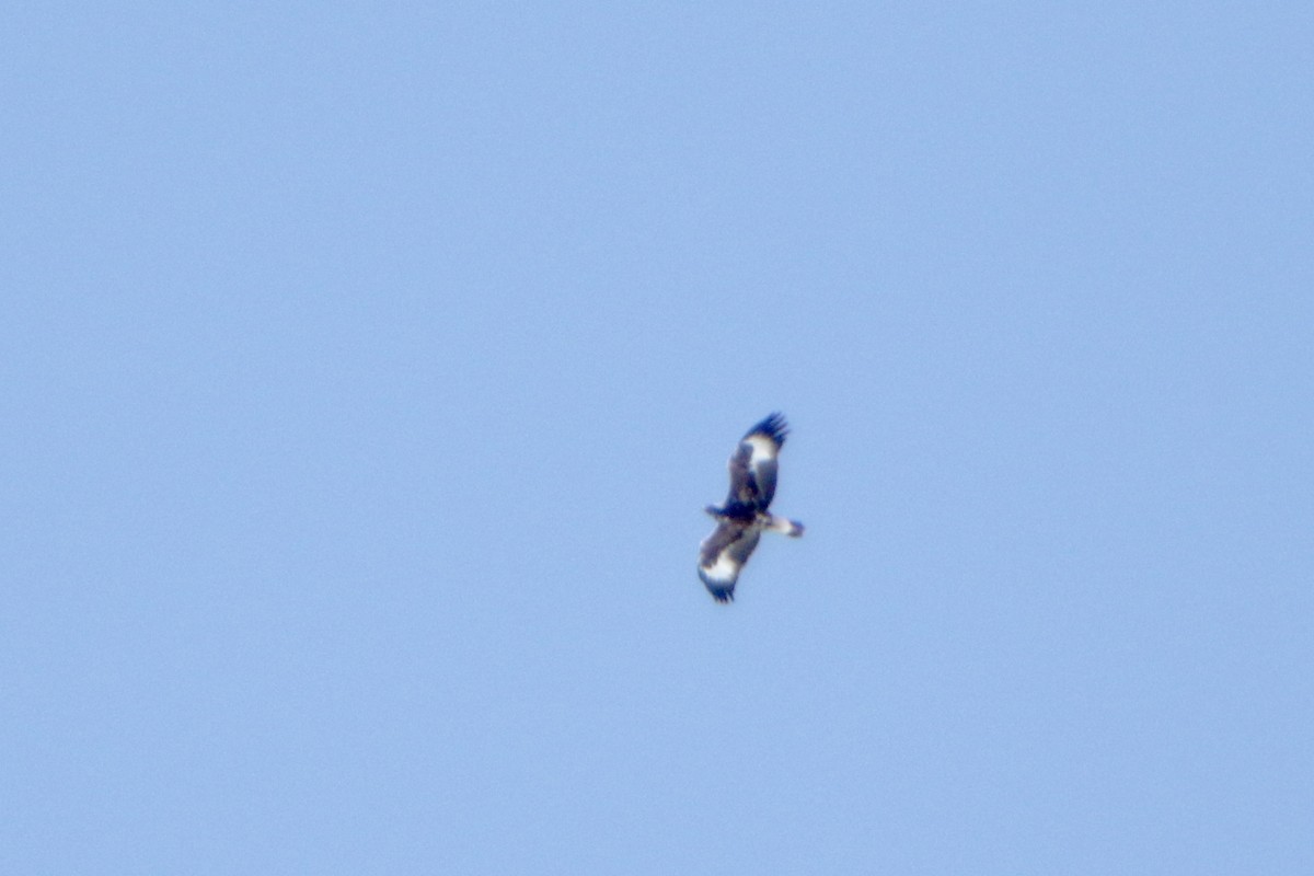 Golden Eagle - ML628323119