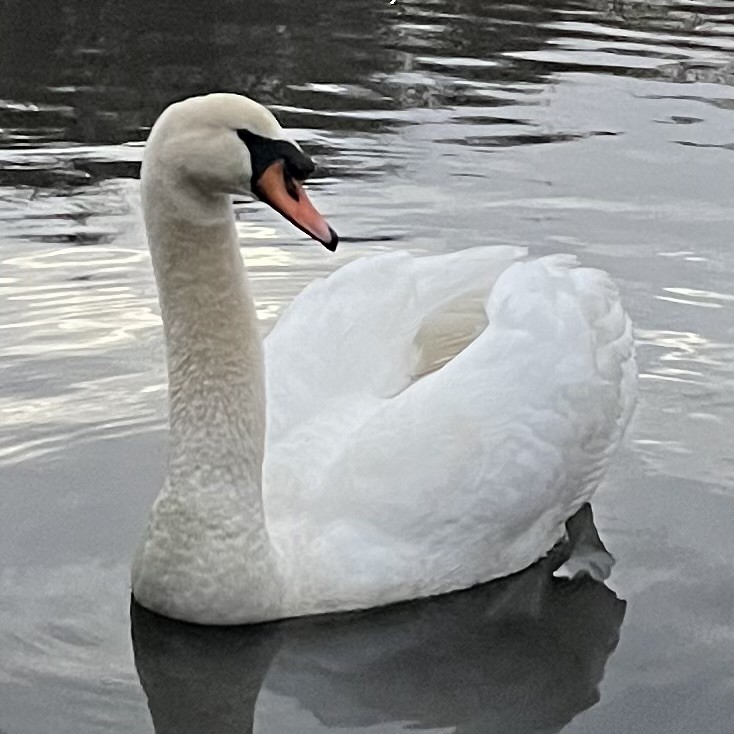 Mute Swan - ML628323131