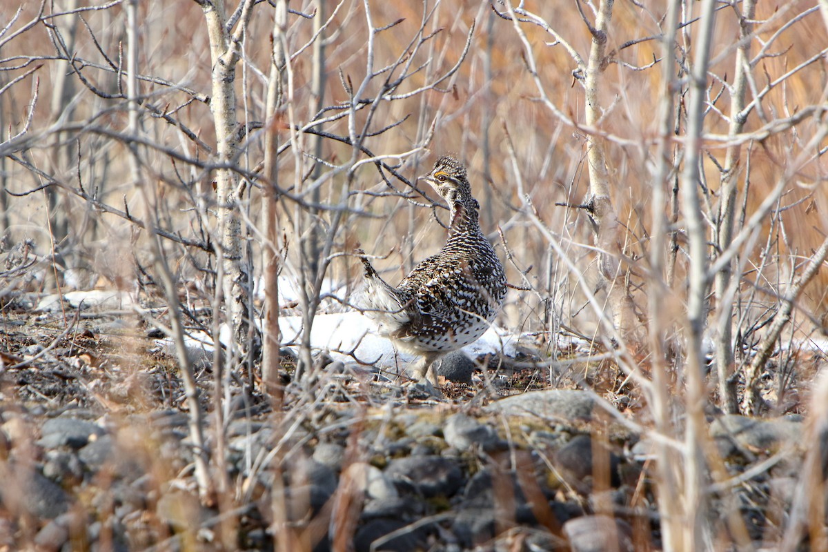 Sharp-tailed Grouse - ML628323167