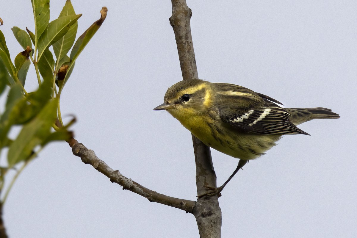 Blackburnian Warbler - ML628323170