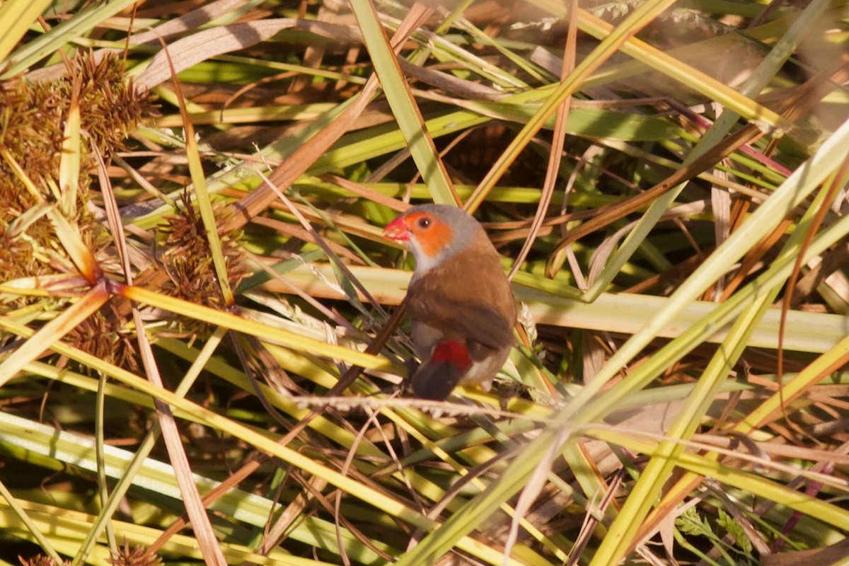 Orange-cheeked Waxbill - ML628323172