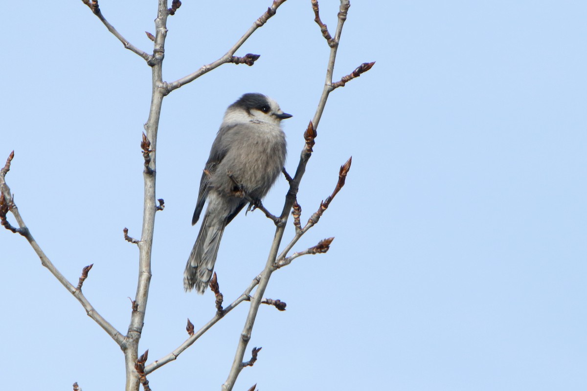 Canada Jay - ML628323184