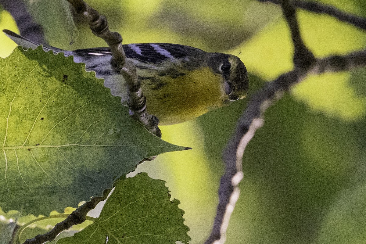 Blackburnian Warbler - ML628323422