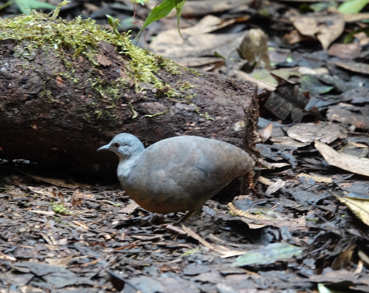 Little Tinamou - ML628323616