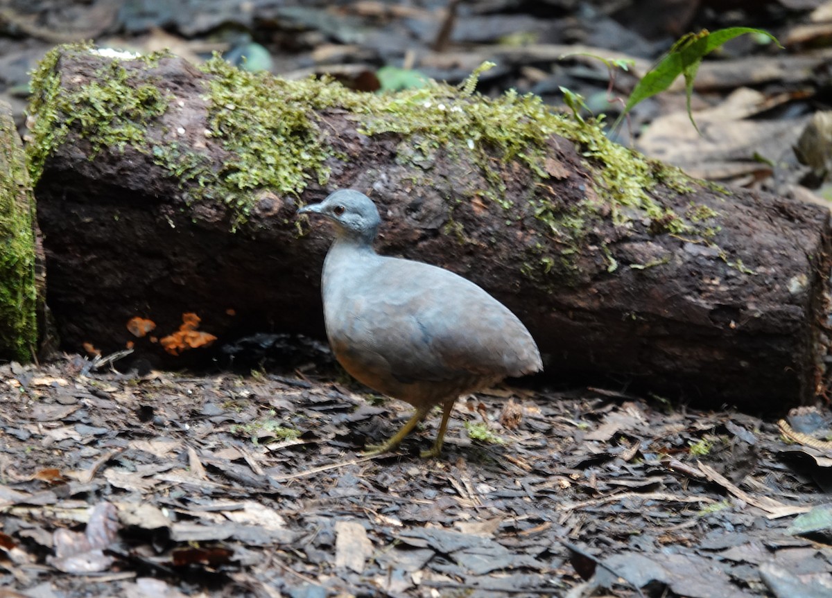 Little Tinamou - ML628323625