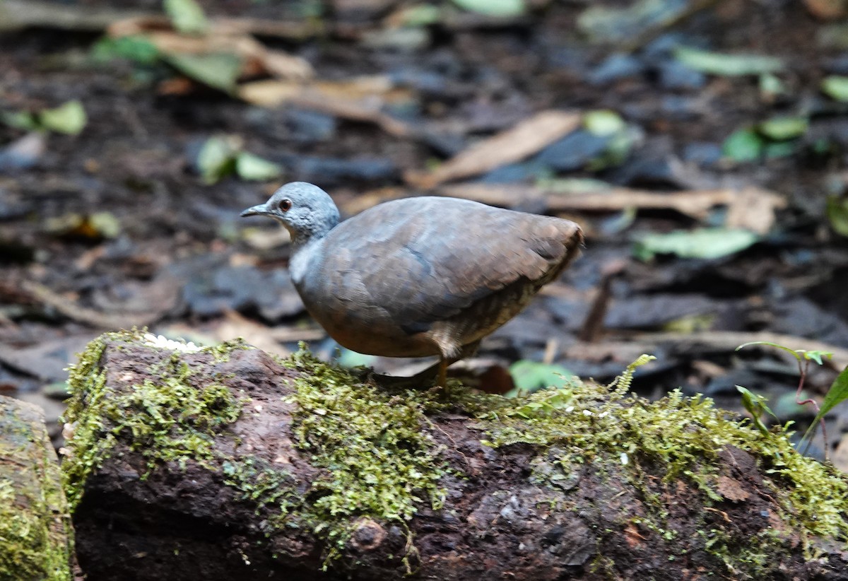 Little Tinamou - ML628323635