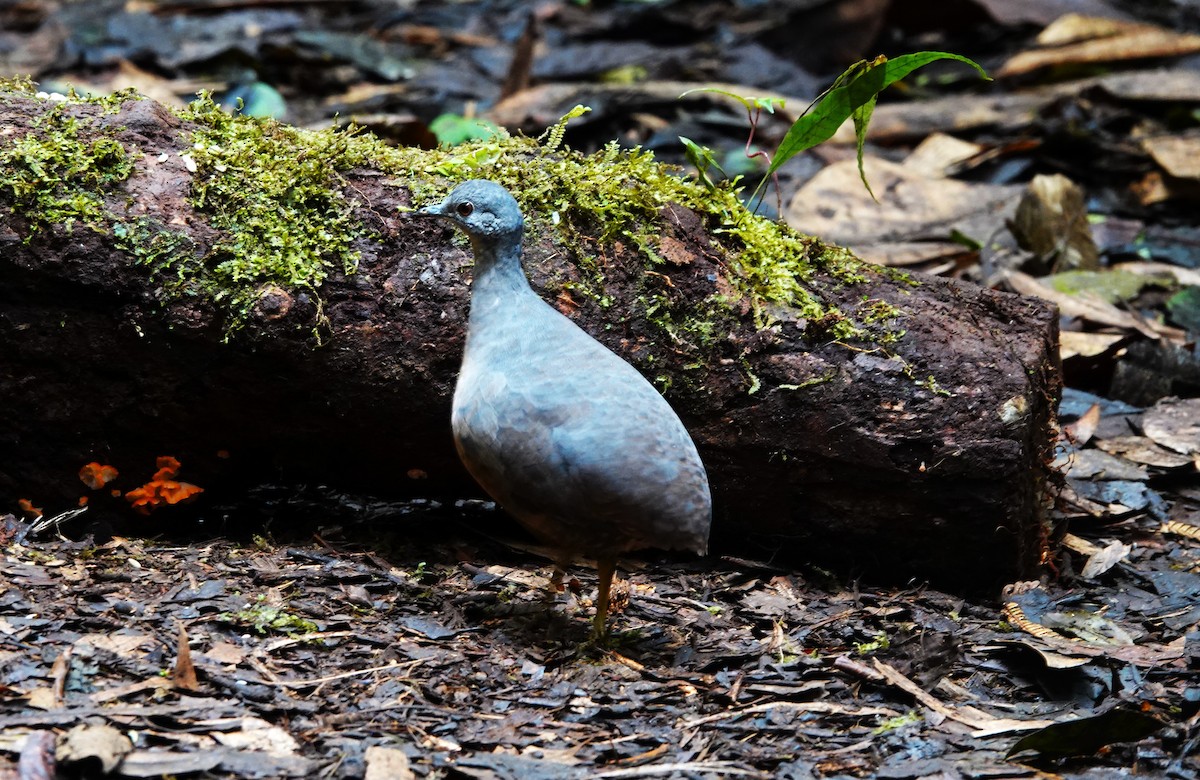 Little Tinamou - ML628323703