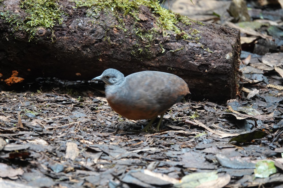 Little Tinamou - ML628323738