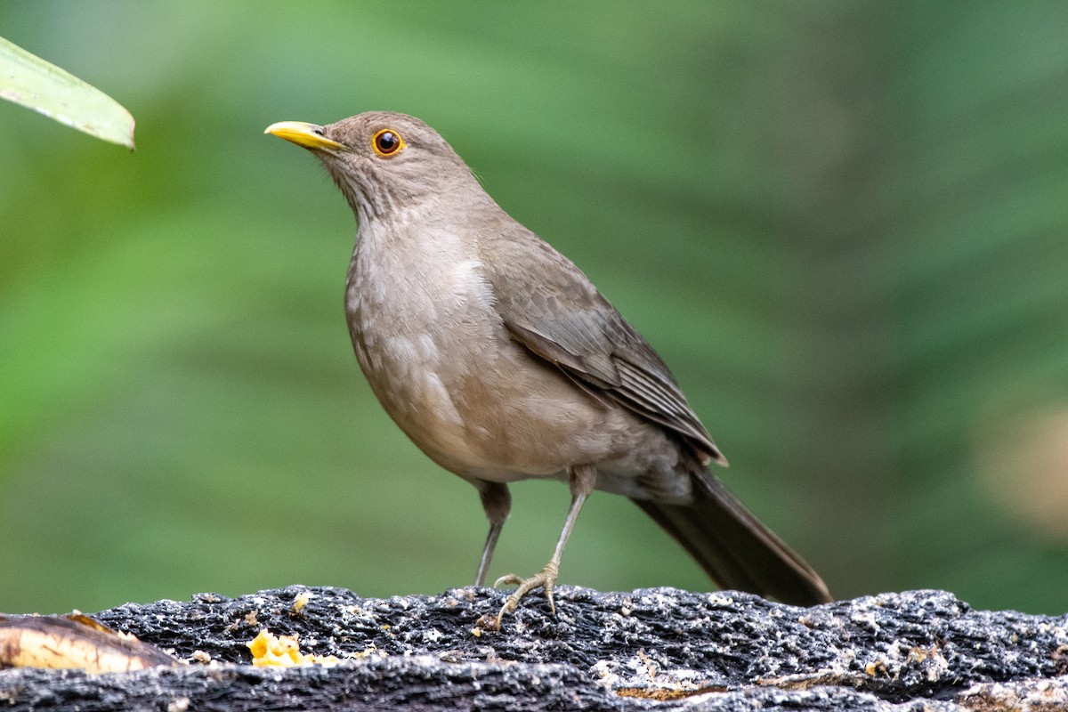 Ecuadorian Thrush - ML628323925