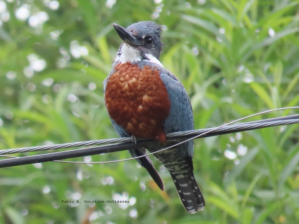 Ringed Kingfisher - ML628324025