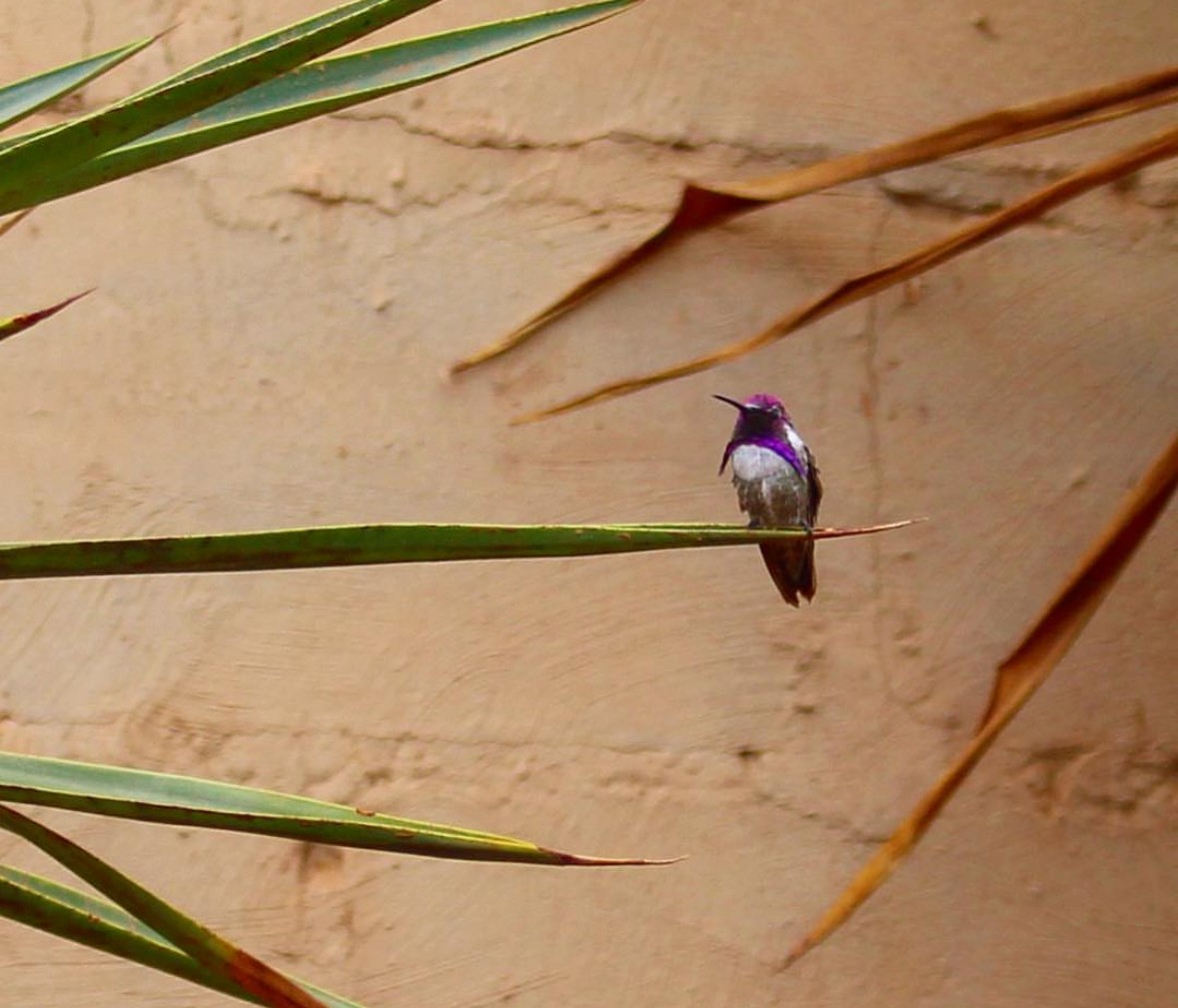 Costa's Hummingbird - ML628324110