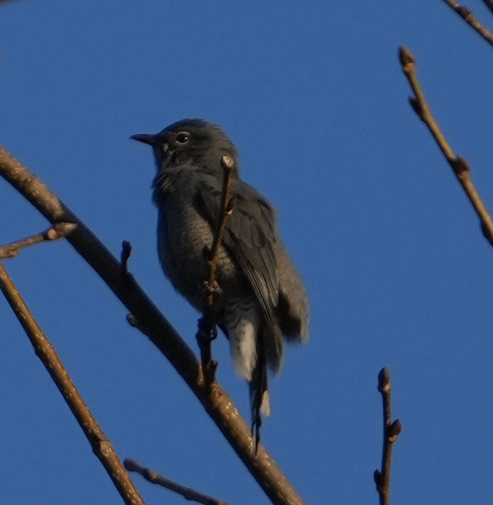 Black-winged Cuckooshrike - ML628324130