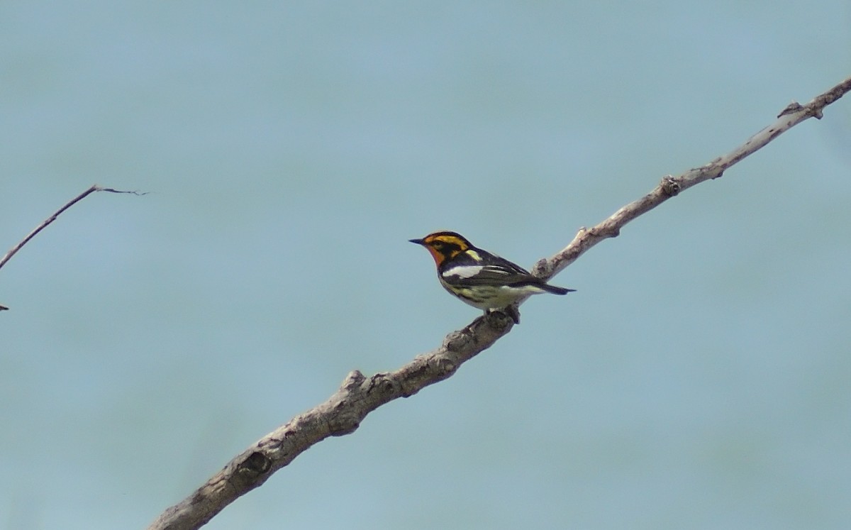 Blackburnian Warbler - ML628324190