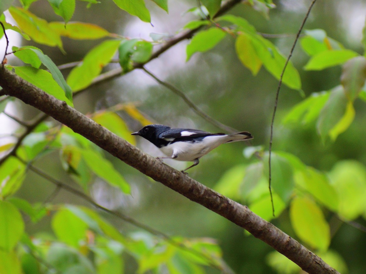 Black-throated Blue Warbler - ML628324355