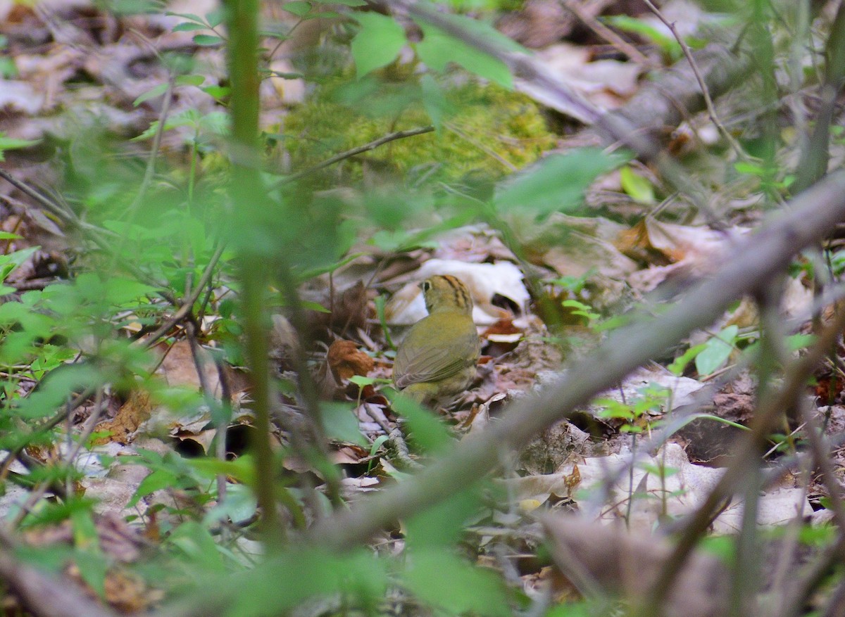 Ovenbird - ML628324402